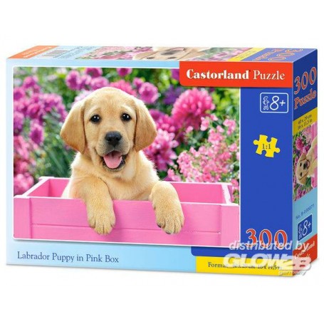 Puzzle Labrador Puppy in Pink Box, Puzzele 300 T Jigsaw puzzle